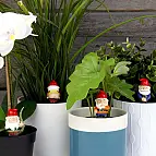 Estes gnomos de jardim gostam de fazer festas nas suas plantas.