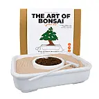 Bonsai a crescer no meio de um jardim zen