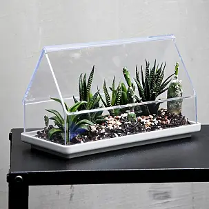 Mini estufa para plantas pequenas