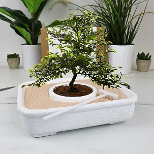 Kit para plantar um Bonsai